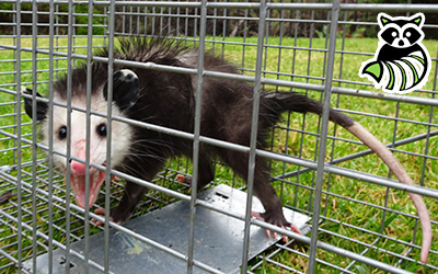 Windham County trapping